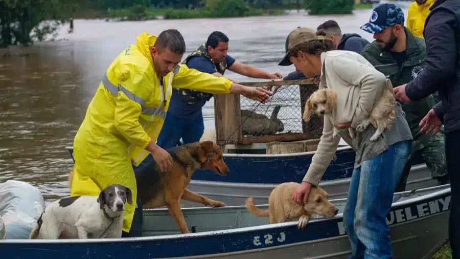 Enchente no RS, Animais Ilhados na enchente