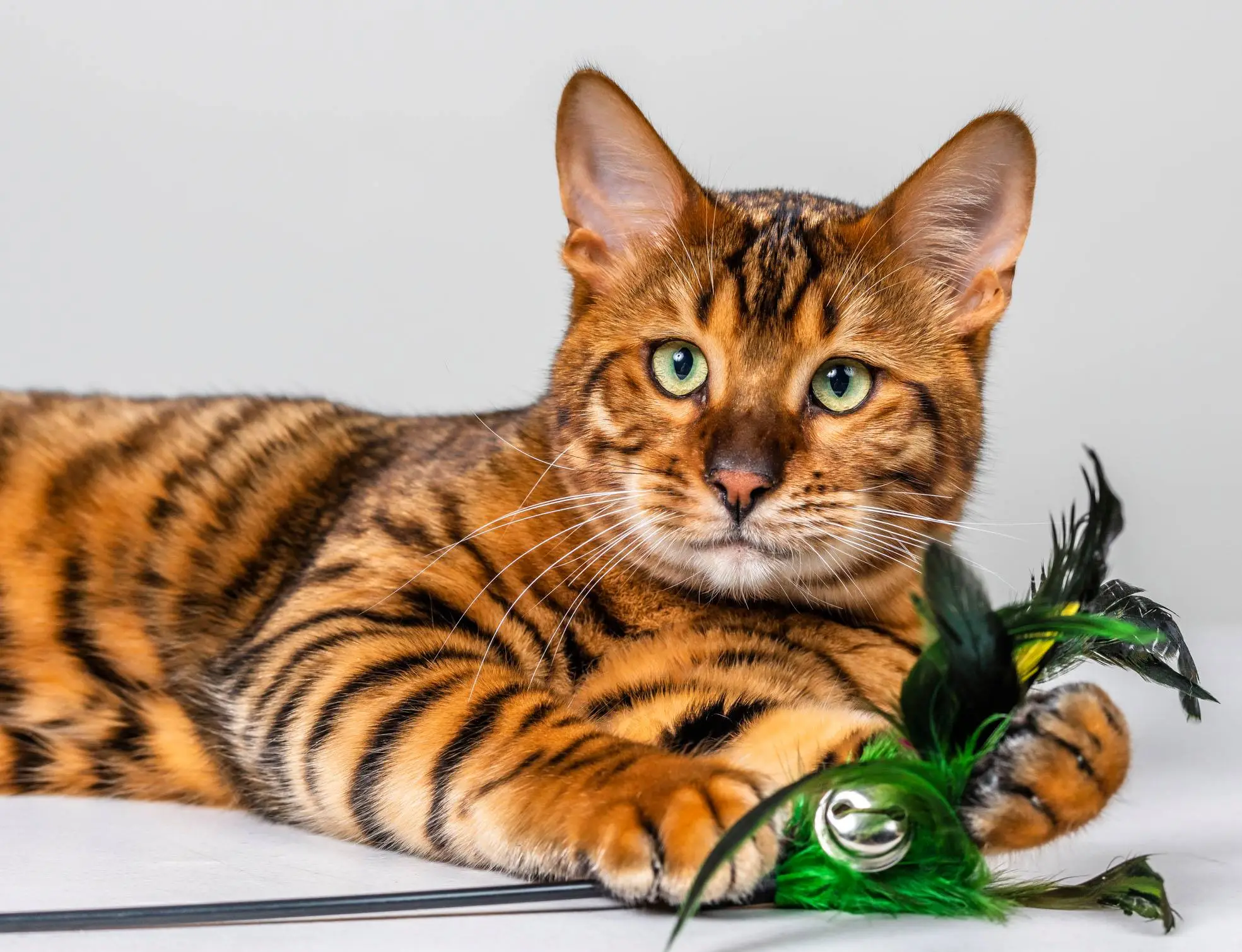 toyger