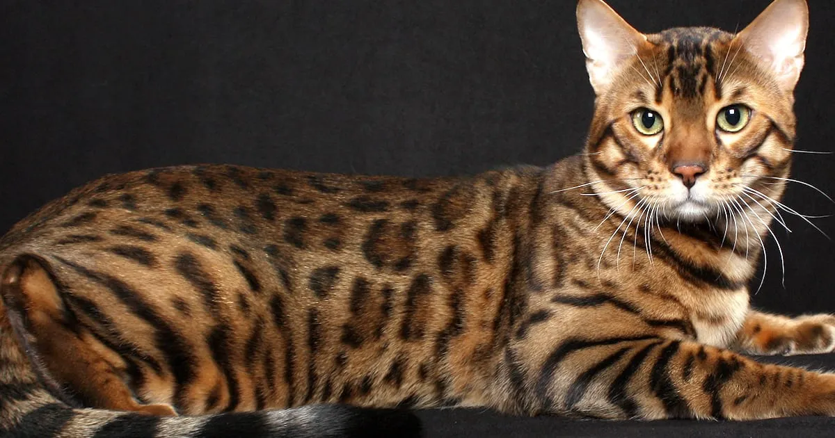 toyger