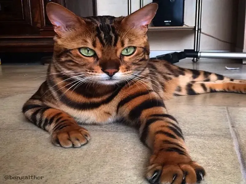 gato toyger